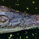 Philippine Alligator